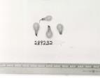 Click for 4 image(s) for this accession. FRUIT